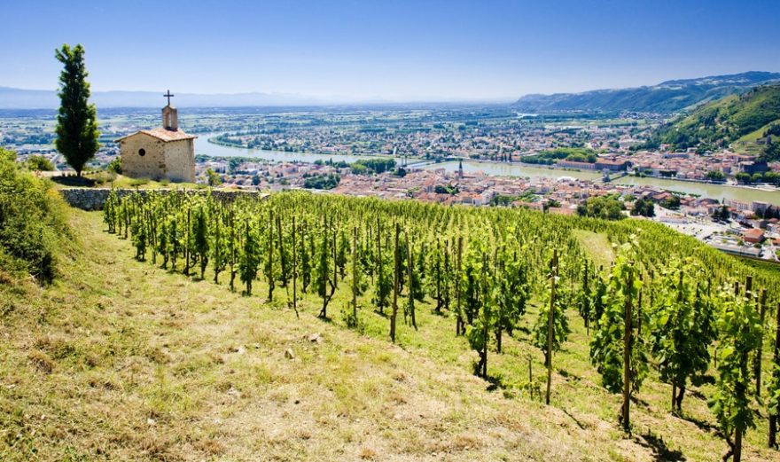 grand cru vineyard, L´Hermitage, Rhône-Alpes, France