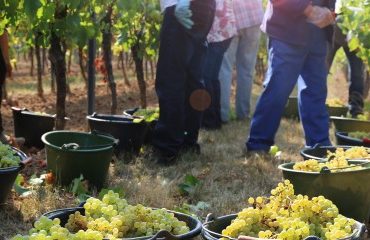 Viticulteurs : vers un renforcement des aides du fonds de solidarité