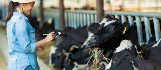 Éleveurs de bovins : revalorisation du montant des aides 2020