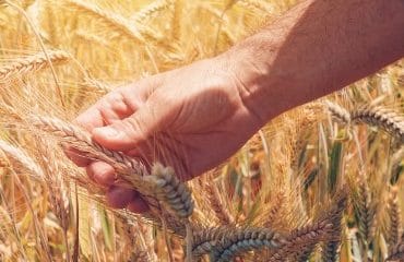 Productions végétales : montant des aides couplées pour la campagne 2020