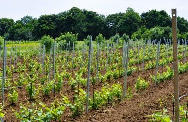 Viticulteurs : report de la date limite de conversion des droits de plantation