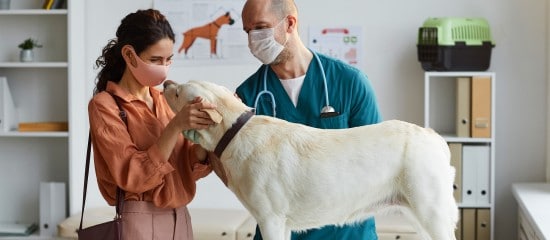 Vétérinaires : quel est l’impact du Covid-19 sur la profession ?