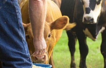 Éleveurs de bovins : aides aux veaux sous la mère et aux veaux bio 2020