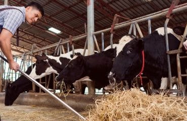 Éleveurs de bovins : une aide financière pour la filière