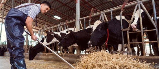 Éleveurs de bovins : une aide financière pour la filière
