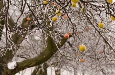 Viticulteurs, arboriculteurs, céréaliers… : 1 Md€ d’aides pour les victimes du gel