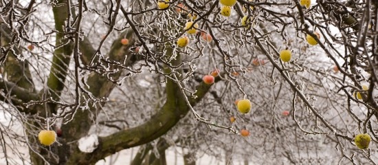 Viticulteurs, arboriculteurs, céréaliers… : 1 Md€ d’aides pour les victimes du gel