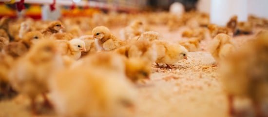 Aviculteurs : abaissement du niveau de risque de grippe aviaire