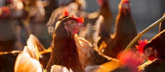Aviculteurs : indemnisation des pertes dues à la grippe aviaire