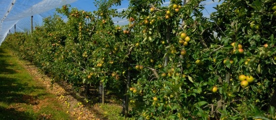 Arboriculteurs : aide à la rénovation des vergers