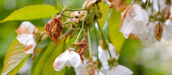 Arboriculteurs : une avance sur l’aide calamités agricoles pour les victimes du gel