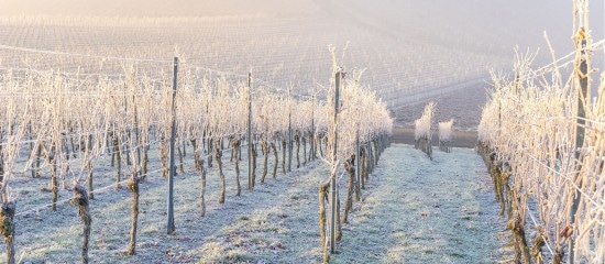 Viticulteurs, céréaliers : application exceptionnelle du régime des calamités agricoles