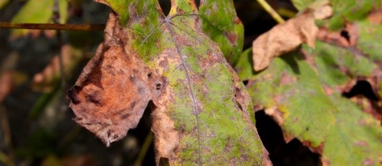 Viticulteurs : augmentation de la quantité de cuivre autorisée pour lutter contre le mildiou