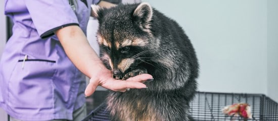 Environnement : une aide financière pour les centres de soins de la faune sauvage