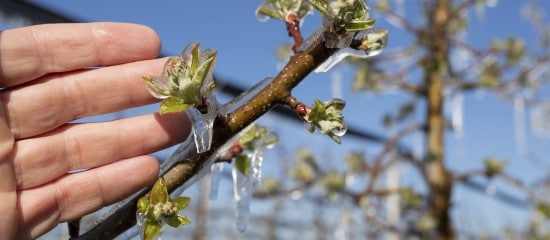 Prise en charge des cotisations sociales des agriculteurs victimes du gel