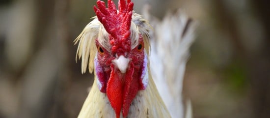 Aviculteurs : nouvelles mesures de biosécurité contre la grippe aviaire