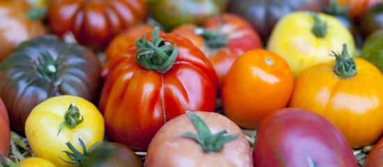 Maraîchers : lutte contre le virus de la tomate