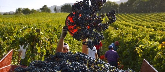 Viticulteurs : pensez à déclarer votre récolte !