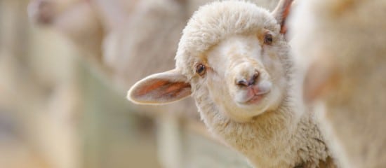 Éleveurs d’ovins et de caprins : revalorisation du montant des aides 2021