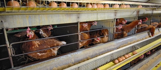Aviculteurs : interdiction de nouvelles installations d’élevages de poules pondeuses en cage