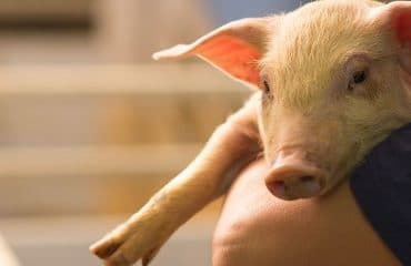 Éleveurs : désignation d’un référent bien-être animal
