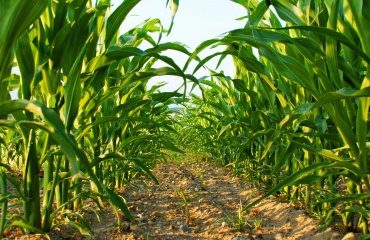 Agriculture biologique : du nouveau pour le crédit d’impôt !