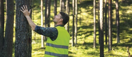 Investir dans les bois et forêts avec les GFI