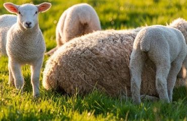 Éleveurs : la mention de l’origine des viandes se généralise