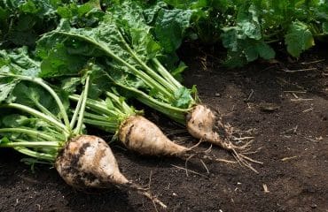 Producteurs de betteraves sucrières : utilisation de semences traitées aux néonicotinoïdes