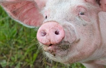 Éleveurs de porcs : un report de cotisations sociales pour faire face à la crise