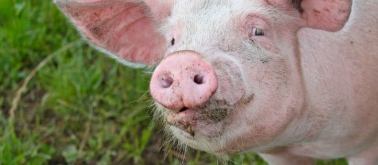 Éleveurs de porcs : un report de cotisations sociales pour faire face à la crise