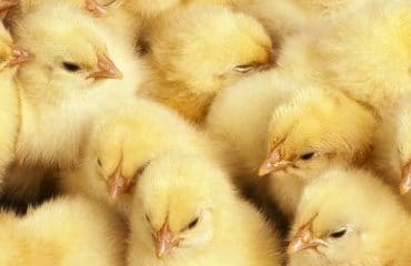 Aviculteurs : interdiction du broyage des poussins mâles