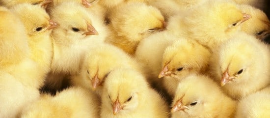 Aviculteurs : interdiction du broyage des poussins mâles