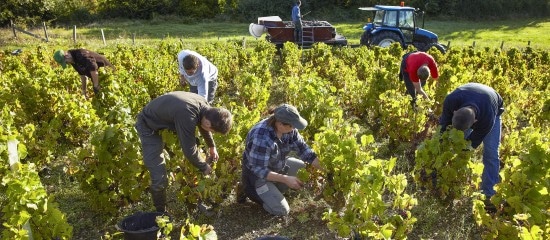 Travailleurs agricoles occasionnels : une option pour la réduction Fillon d’ici fin mars