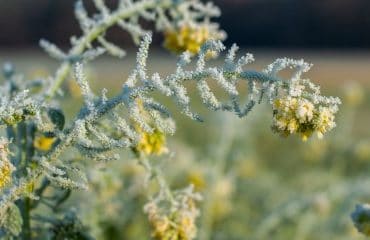 Céréaliers, arboriculteurs, viticulteurs : aide complémentaire aux victimes du gel