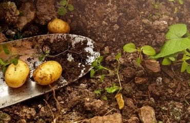 Toutes cultures : quelles sont les cultures non-attractives pour les pollinisateurs ?