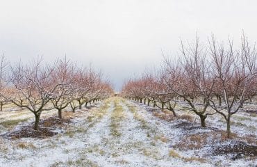 Arboriculteurs, viticulteurs : des aides d’urgence pour les victimes du gel