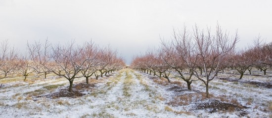 Arboriculteurs, viticulteurs : des aides d’urgence pour les victimes du gel