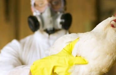 Aviculteurs : indemnisation des pertes dues à la grippe aviaire
