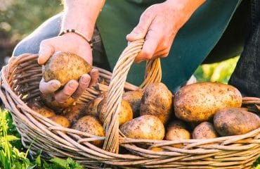 Producteurs de pommes de terre : déclarez vos surfaces !