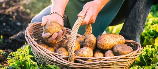 Producteurs de pommes de terre : déclarez vos surfaces !