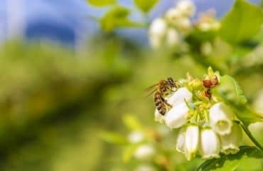 Quelle fiscalité pour les revenus issus des services environnementaux ?