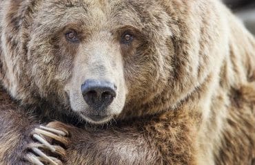 Éleveurs ovins : les tirs pour effaroucher les ours sont permis