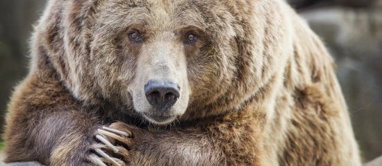 Éleveurs ovins : les tirs pour effaroucher les ours sont permis