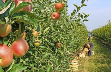 Arboriculteurs : aide à la plantation de pommiers à cidre