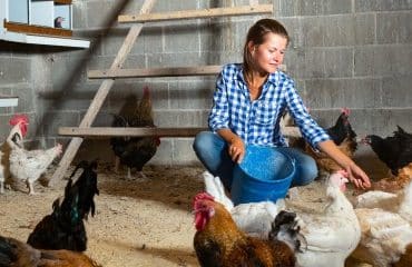 Aviculteurs : deuxième vague d’indemnisations des pertes dues à la grippe aviaire