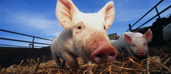 Éleveurs de porcs : plus que quelques jours pour demander la prise en charge de vos cotisations sociales