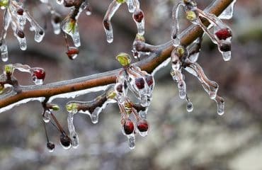 Arboriculteurs, viticulteurs… : prise en charge des cotisations des victimes du gel de 2021