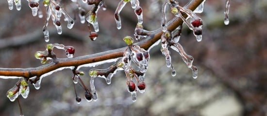 Arboriculteurs, viticulteurs… : prise en charge des cotisations des victimes du gel de 2021