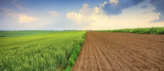Quel prix pour les terres agricoles et viticoles en 2021 ?